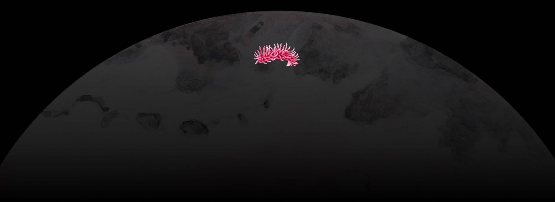 Ceratodoris rosacea